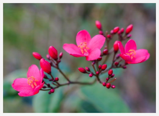 南洋桜木のイメージ